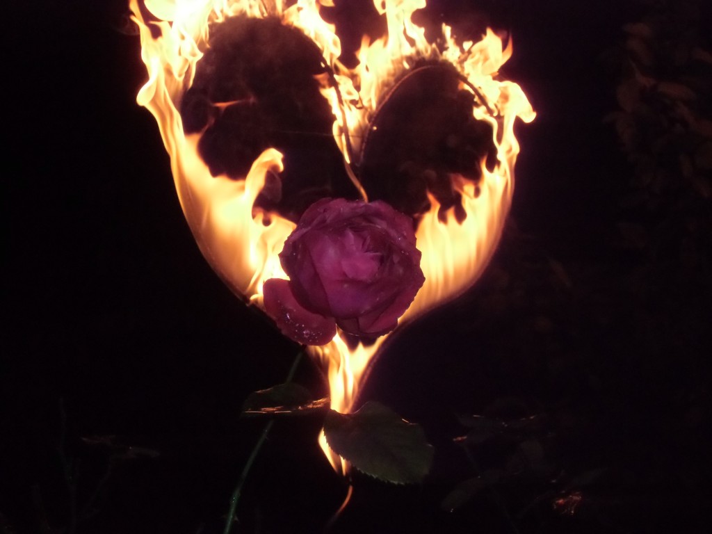 Feuerherz und rote Rose